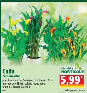 Norma Calla Zantedeschia offre