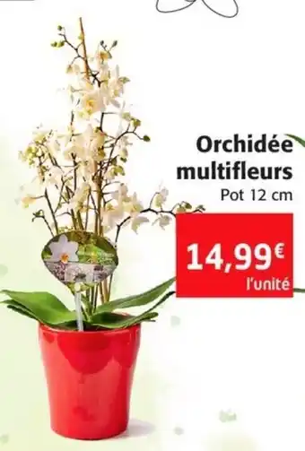 Orchidée multifleurs