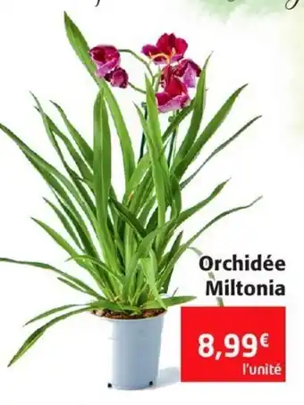 Colruyt Orchidée Miltonia offre