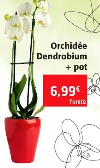 Colruyt Orchidée Dendrobium + pot offre