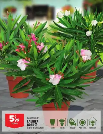 ALDI GARDENLINE laurier rose offre