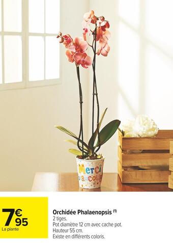 Carrefour Market Orchidée phalaenopsis offre