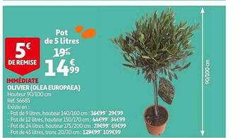 Auchan Olivier (oléa Europaea) offre