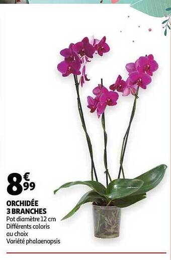 Auchan Orchidée 3 Branches offre