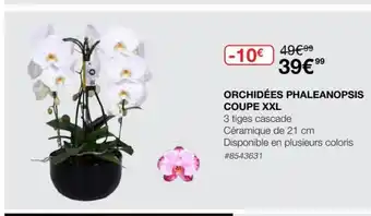 Costco Orchidées Phalaenopsis Coupe XXL offre