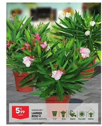 ALDI Laurier Rose Gardenline offre