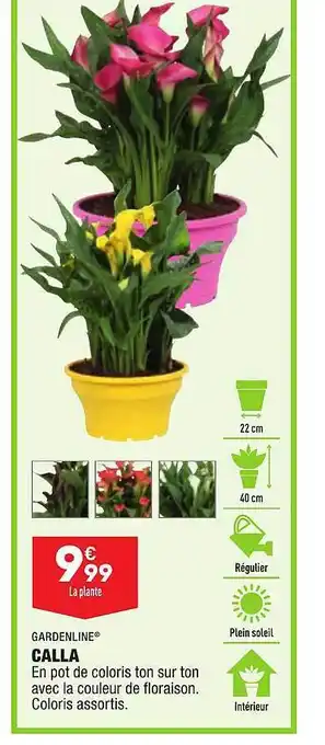 ALDI Calla Gardenline offre