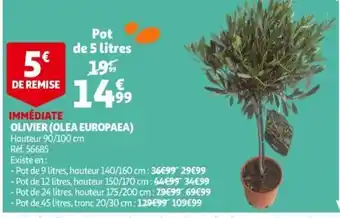 Auchan Olivier (Olea Europaea) offre