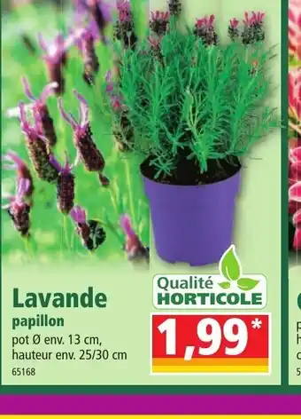 Lavande Papillon