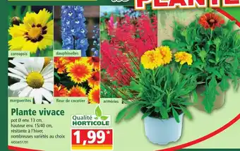 Norma Plante Vivace offre