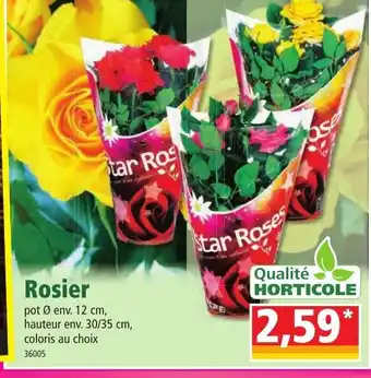 Rosier