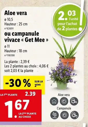 Lidl Aloe Vera Ou Campanule Vivace Get Mee offre