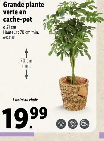Lidl Grande Plante Verte En Cache-Pot offre