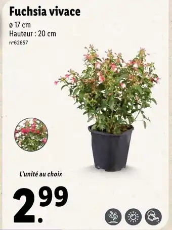 Lidl Fuchsia Vivace offre