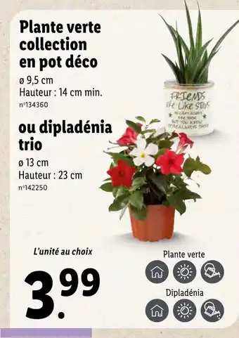 Lidl Plante Verte Collection En Pot Déco offre