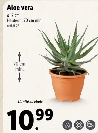 Lidl Aloe Vera offre