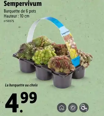 Sempervivum