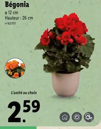 Lidl Bégonia offre
