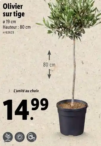 Lidl Olivier sur tige offre