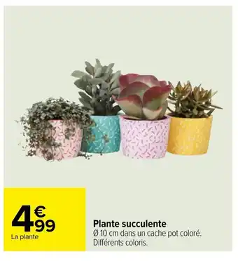 Carrefour Market Plante Succulente offre