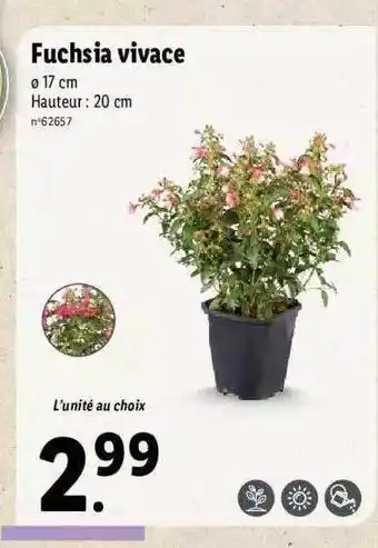 Lidl Fuchsia Vivace offre