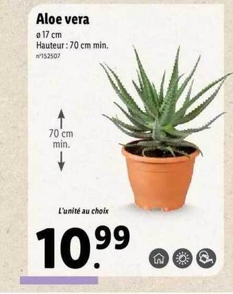 Lidl Aloé Vera offre