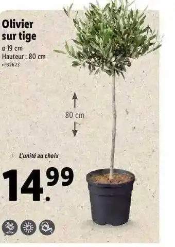 Lidl Olivier Sur Tige offre