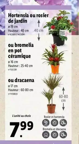 Lidl Hortensia Ou Rosier De Jardin Ou Bromelia En Pot Céramique Ou Dracaena offre