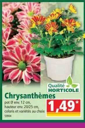 Norma Chrysanthèmes offre