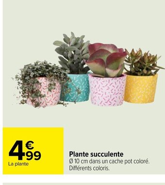 Carrefour Plante Succulente offre