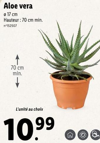 Lidl Aloe vera offre