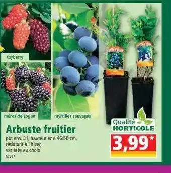 Norma Arbuste Fruitier offre