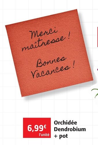 Colruyt Orchidée Dendrobium +Pot offre