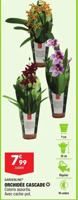 Orchidée Cascade