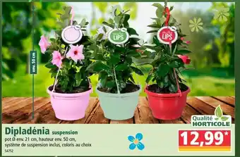 Norma Dipladénia offre