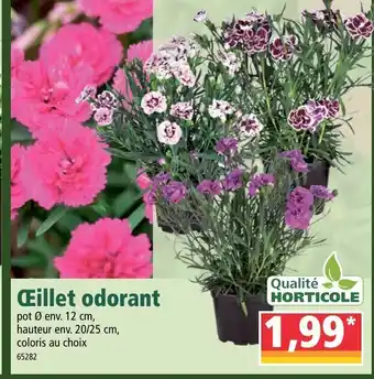 Norma Œillet odorant offre