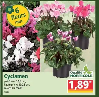 Norma Cyclamen offre