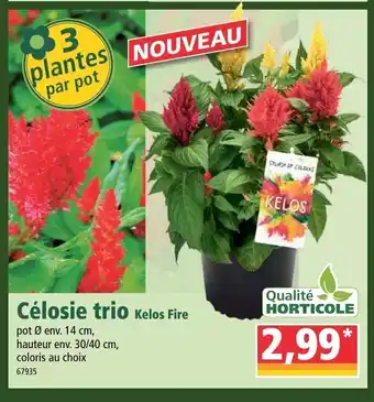 Norma Célosie trio offre