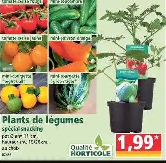 Plants de légumes