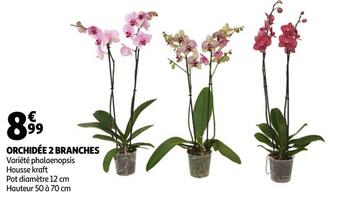 Auchan Orchidée 2 branches offre