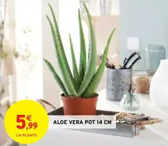Intermarché Hyper Aloe Vera Pot 14cm offre