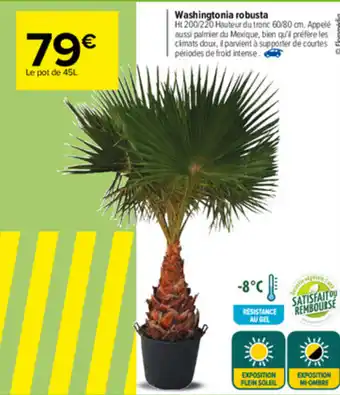 Washitonia robusta