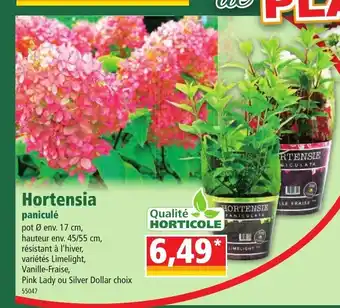 Norma Hortensia offre