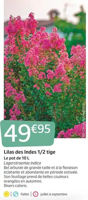 Lilas des indes 1/2 tige