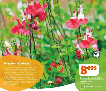 Jardiland Ecloz sauge arbustive offre
