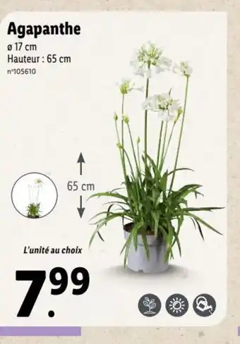 Lidl Agapanthe offre