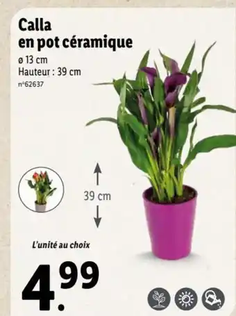 Lidl Calla En Pot Céramique offre