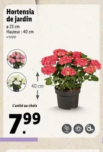 Hortensia de Jardin