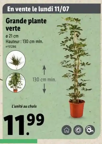 Lidl Grande Plante Verte offre