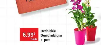 Colruyt Orchidée Dendrobium + Pot offre